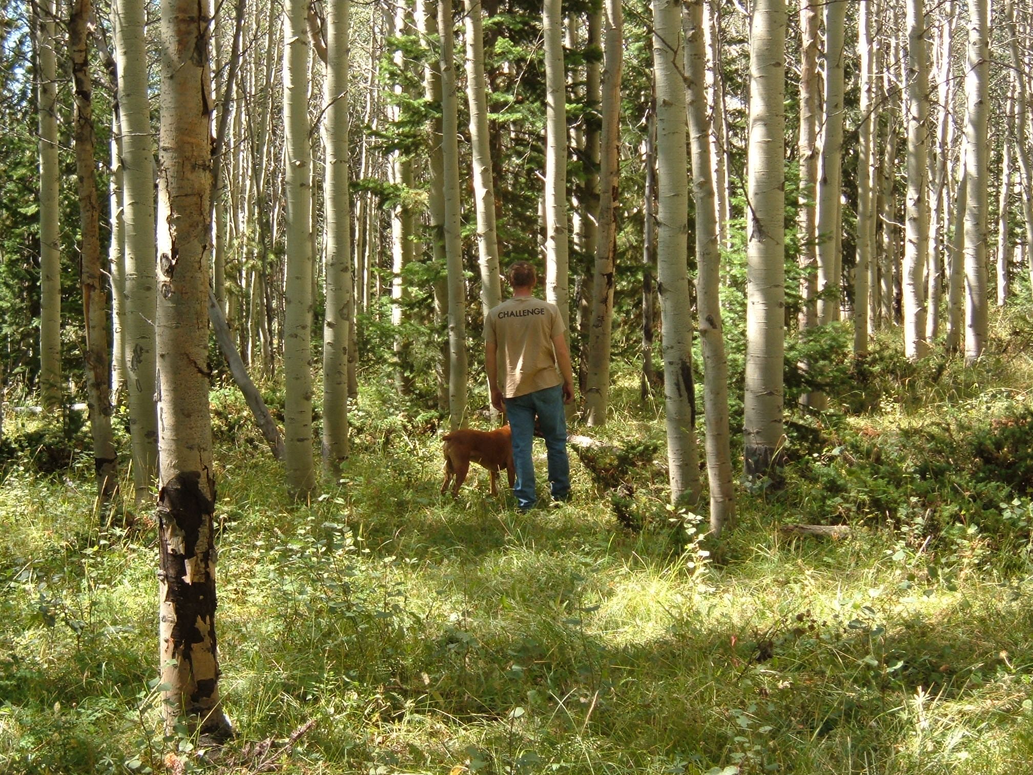 Happy dog with handler outdoors