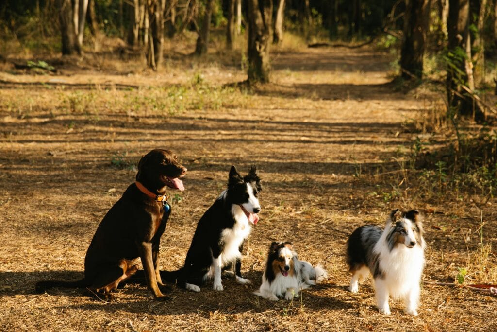 Dog calmly walking on a forest path